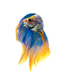 Betta fish, siamese fighting fish, betta splendens isolated on w