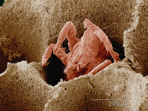 Coloured SEM of thunderbug (Thysanoptera) in bracket fungus