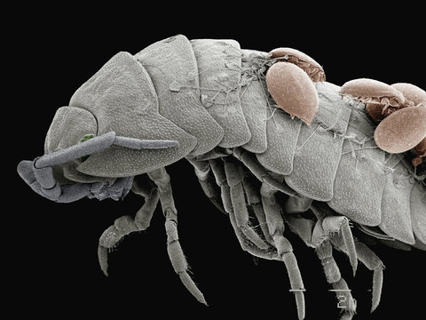 Coloured SEM of mites on back of pillbug