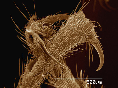 Coloured SEM of feet of army ant