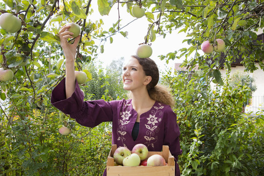 Teenage girl picking apples in orchard