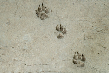 Obraz premium Dog foot print