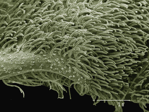 Coloured SEM of flower of Canadian ginger plant