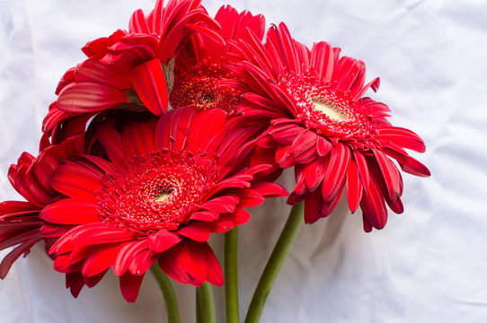 Close up of red gerberas against a white tablecloth background