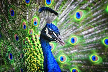 Acrylic prints Peacock Portrait of a beautiful and colorful Blue Ribbon Peacock in full feather while it was trying to attract the attention of a nearby female.