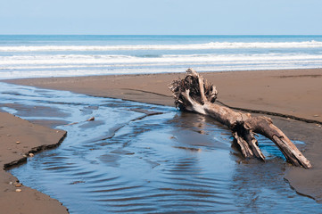 Fototapeta na wymiar Wild beach with driftwood in the foreground. Central America. Costa Rica