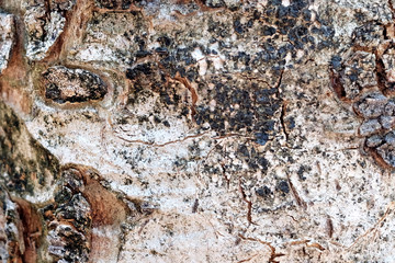 bark of tree texture background
