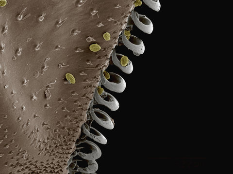 Coloured SEM of hamuli on wing of bumblebee (Apidae)