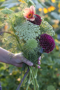 Hand of woman holding fresh flowers and ferns at allotment