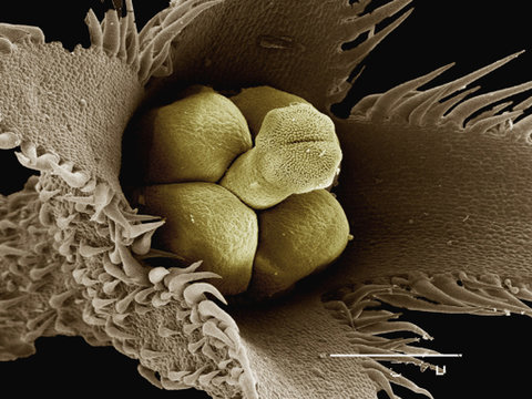 Coloured SEM of flower of Bruneria sp