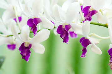 Orchids with selective focus