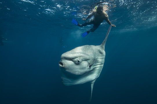 Underwater view of mola mola, ocean sunfish and local fisherman, Magadalena bay, Baja California, Mexico