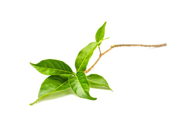 Green leaves on white background, Ervatamia(Gardenia) leaf on wh