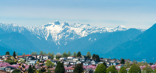Naklejka premium wiwaty kwitną wokół miasta i gór, Vancouver BC Kanada