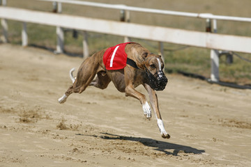 Ultra fast greyhound flying over race track