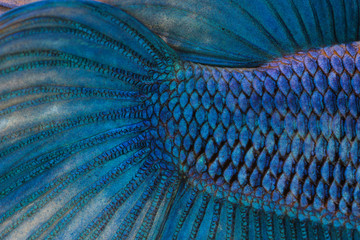 Fototapeta premium Texture of tail siamese fighting fish