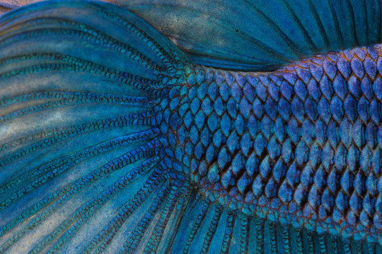 Fototapeta Texture of tail siamese fighting fish