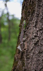 Fototapeta premium Lizard in nature sitting on a tree.
