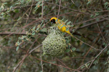 Male Southern Masked Weaver Bird (Ploceus velatus) weaving nest, South Africa