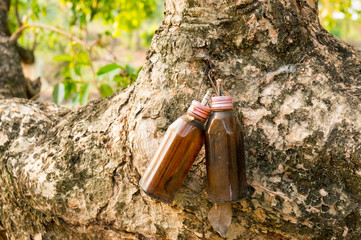 Old bottle lamp hanging on an old tree.