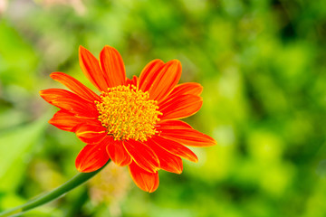 Red mexican sunflower