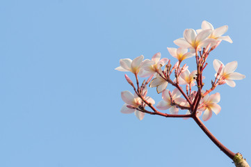 Plumeria flower against blue sky