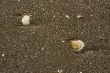 Sand and seashells. Beach. A sea shore. Background.