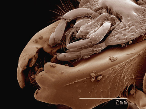 Coloured SEM of mouthparts of Passalidae beetle