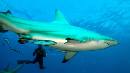 Shark side perspective