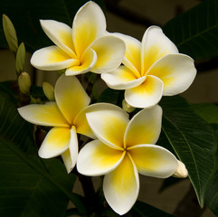 Frangipani (Plumeria) flowers on tree