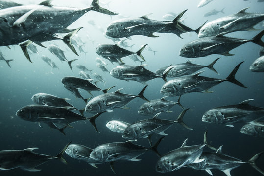 Underwater side view of school of crevalle jacks swimming together, Cabo Catoche, Quintana Roo, Mexico