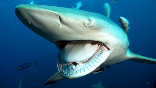 Shark big jaws