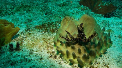 Brown sea plant