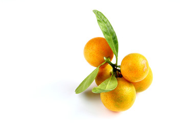Kumquat on white background