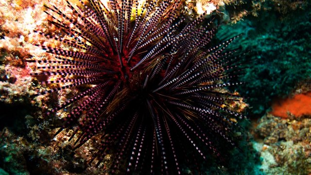 Needle sea plant