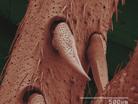 Coloured SEM of leg spurs of house cricket