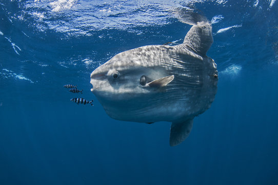 Underwater view of mola mola, ocean sunfish, Magadalena bay, Baja California, Mexico