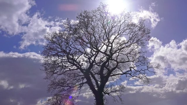 Oak Tree against a blue sky and clouds background