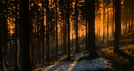 Sunset among forest trees