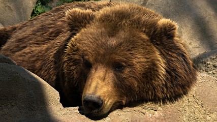 Lazy bear laying