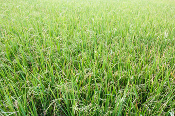 Rice fields background.