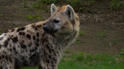 Hyena looking back