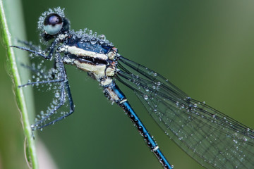 Closeup of a blue damselfly on side of grass , blue damselfly with water bubble , Damselfly with...