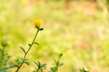 Yellow Common Purslane flower in the garden