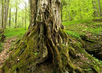 Old trees' roots