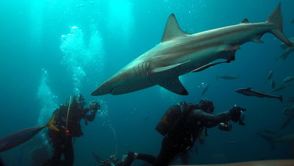 Scuba divers and sharks