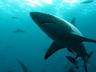 Naklejka premium Shark from bottom perspective