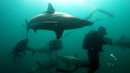 Brave diver near sharks