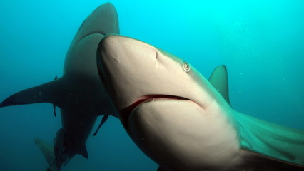 Shark family in ocean