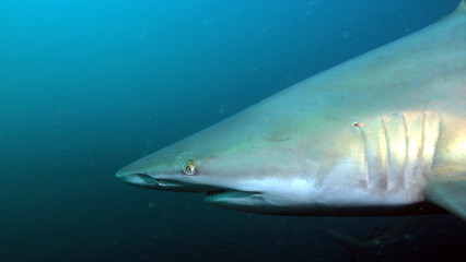 Naklejka premium Angry dark shark